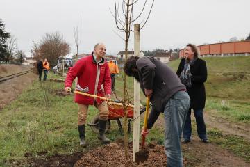 Plantation d'arbres rue Princeteau