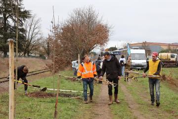 Plantation d'arbres rue Princeteau