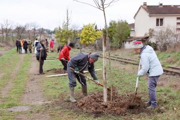 Plantation d'arbres rue Princeteau
