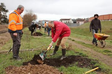 Plantation d'arbres rue Princeteau