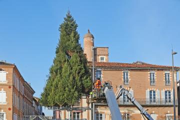 Sapin du Vigan