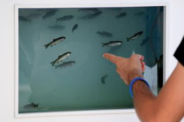 Des poissons sentinelles de la propreté de l'eau
