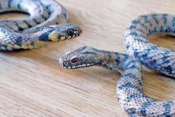 Des reptiles et amphibiens plus vrais que nature 