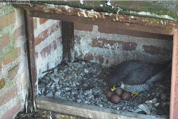 Faucons pélerins