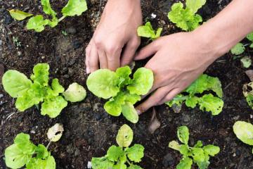 Des idées pour le jardin