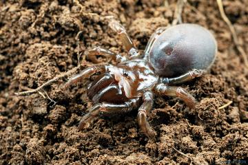 La mygale à chaussette (ici en gros plan) a été identifiée au parc Rochegude ; aucun risque de la croiser car elle vit sous terre !
