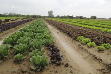 Maraîchage à Canavières