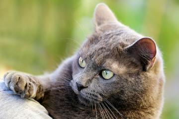 Campagne d'identification et de stérilisation des chats errants