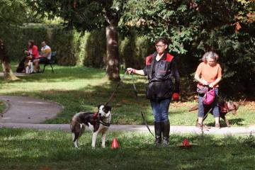 Séances d’éducation canine pour les chiens albigeois