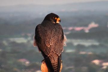 Les Faucons pèlerins albigeois sur France 5