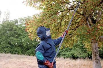 Une nouvelle arme contre les frelons asiatiques