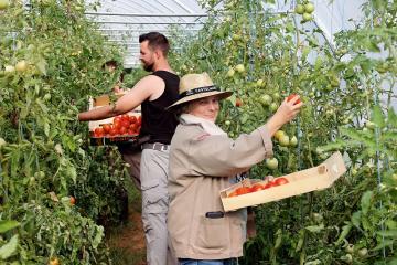 Un projet pilote entre un jardin d’insertion et une cuisine centrale