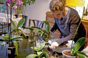 Orchidées : une nouvelle vie
