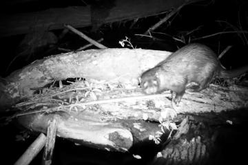 La loutre repérée à Albi
