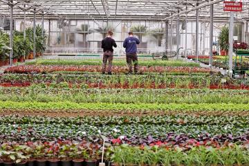 Des serres et des délices floraux, découverte