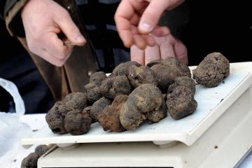 La truffe c'est à Albi qu'on se régale