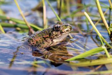 À la recherche des grenouilles et libellules