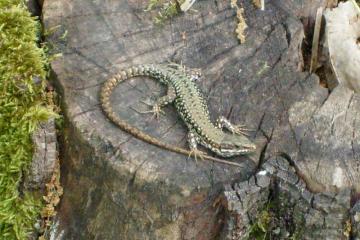 Un inventaire des reptiles terrestres à Albi