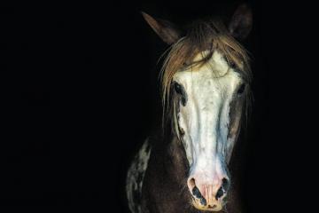 Salon du cheval