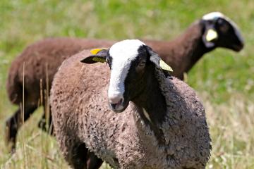 Retour des moutons au Marranel