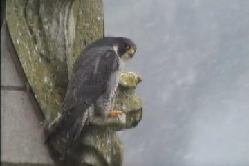 Faucons accouplement sous la neige 2012
